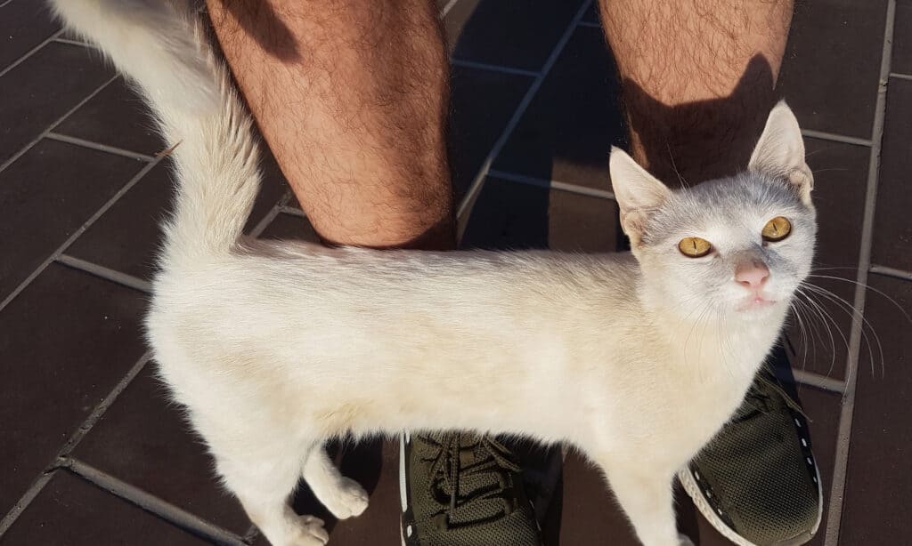 A white cat rubbing against a person's legs