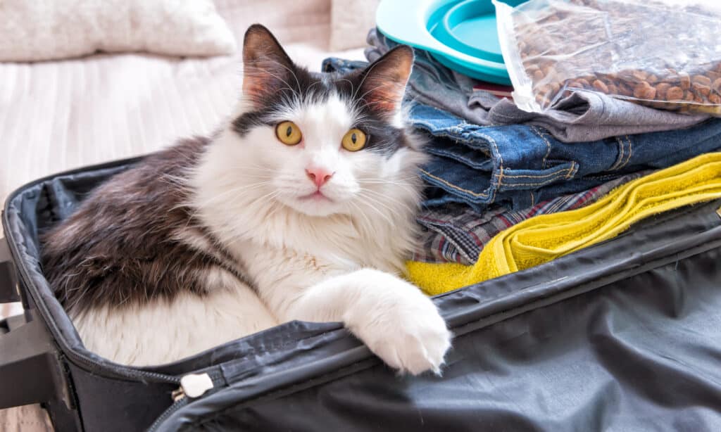 A fluffy cat with amber eyes lying in an open, packed suitcase