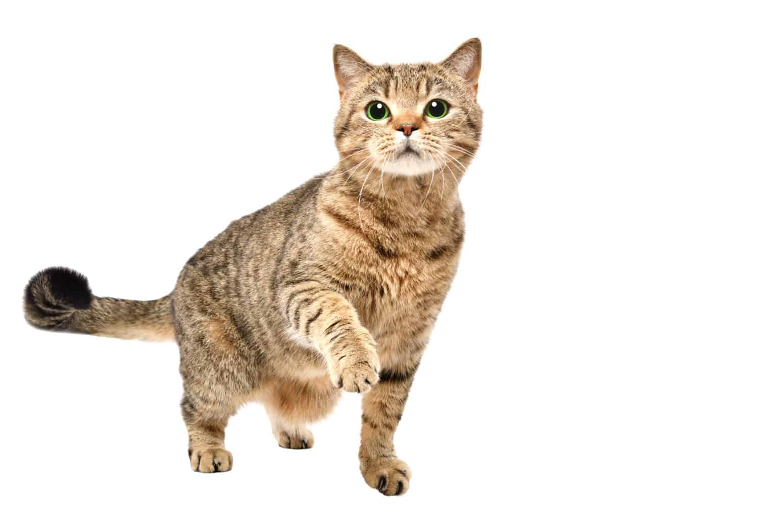 Decoding the Cat Stare: Communication Beyond Words - A-Z Animals