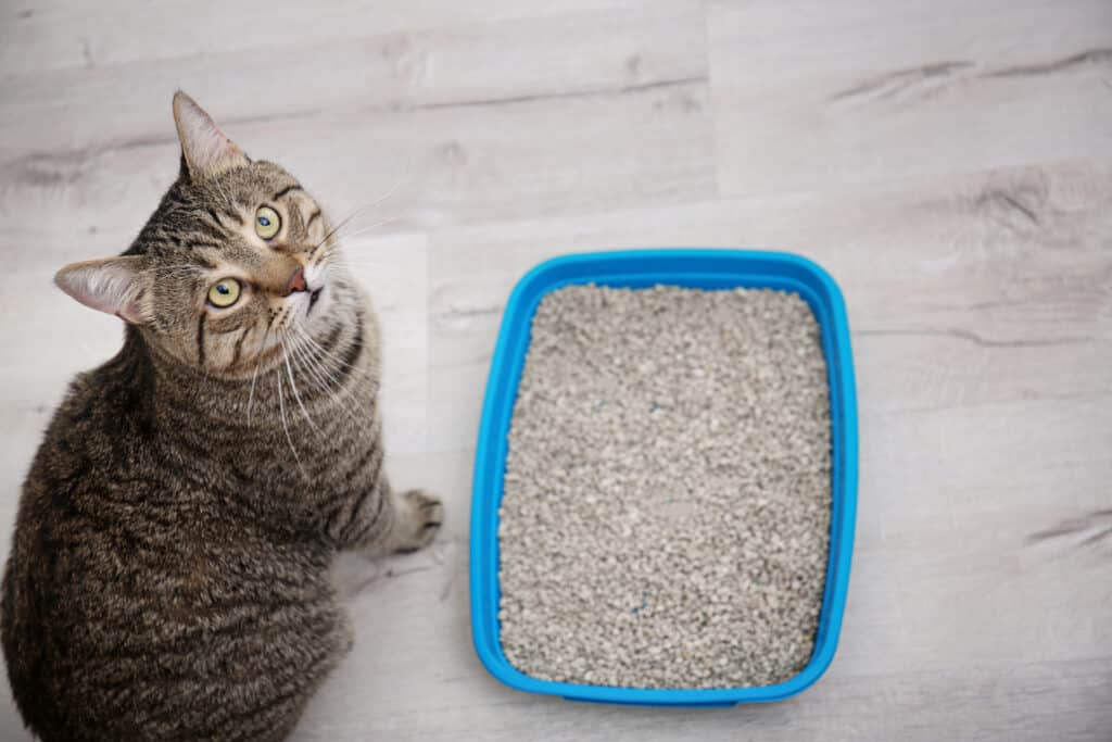 cat next to litter box looking up at camera