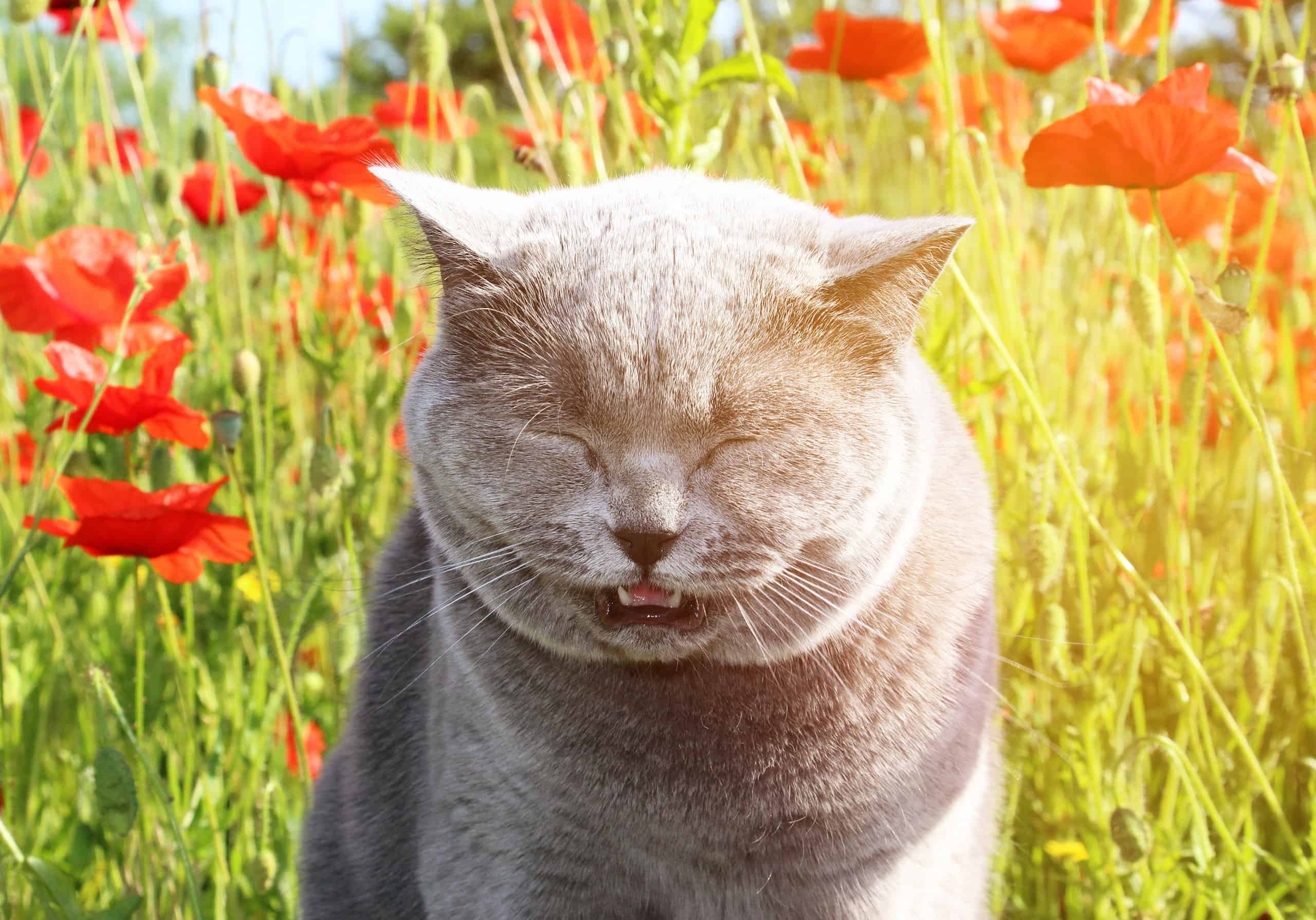 gray cat sneezing in flower field