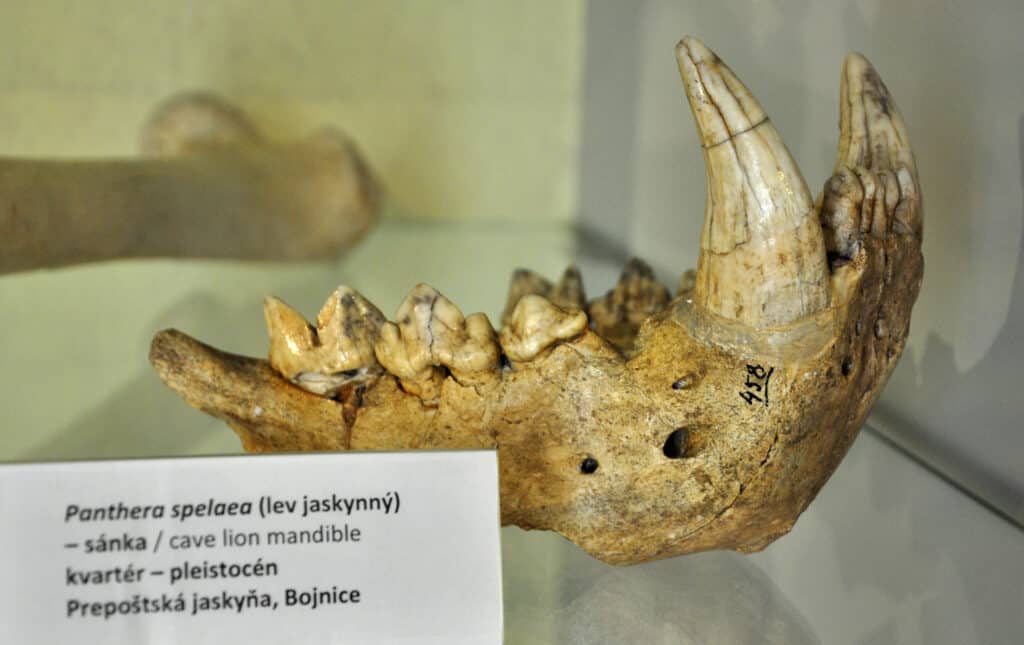 eurasian cave lion fossil