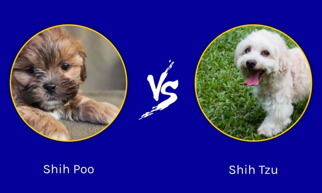 what is a shih tzu toy poodle