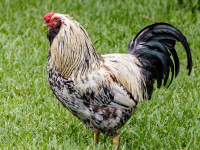 Sussex Chicken Picture
