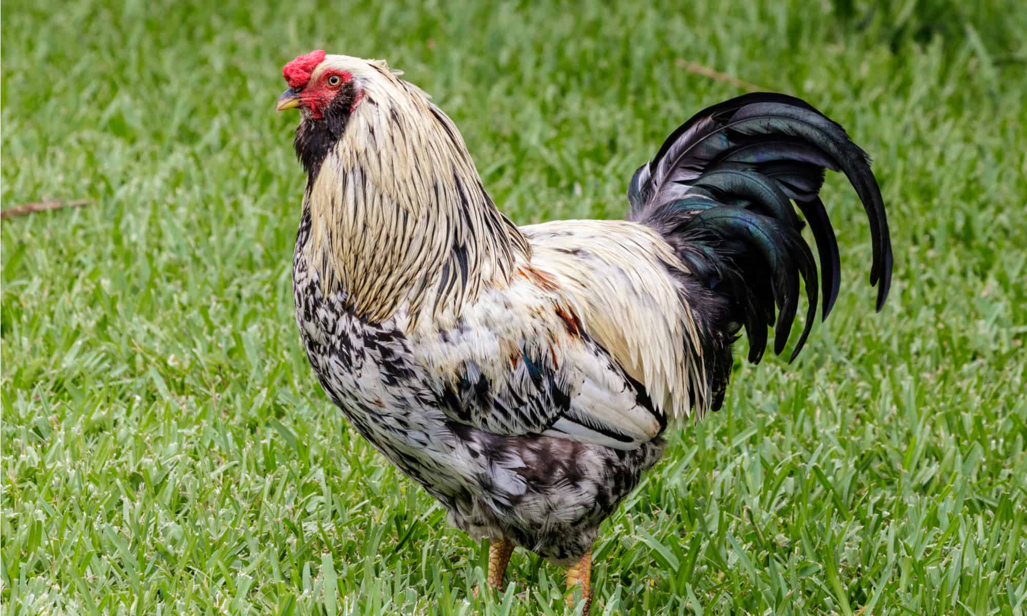 https://a-z-animals.com/media/2022/05/chicken-dewormer-header.jpg