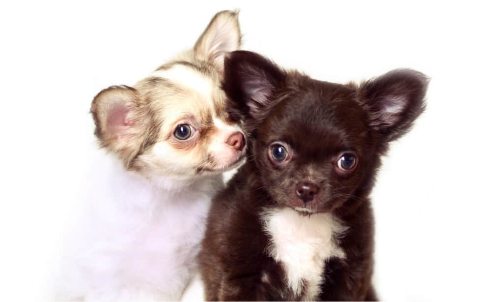 Two long-haired chihuahua puppies 