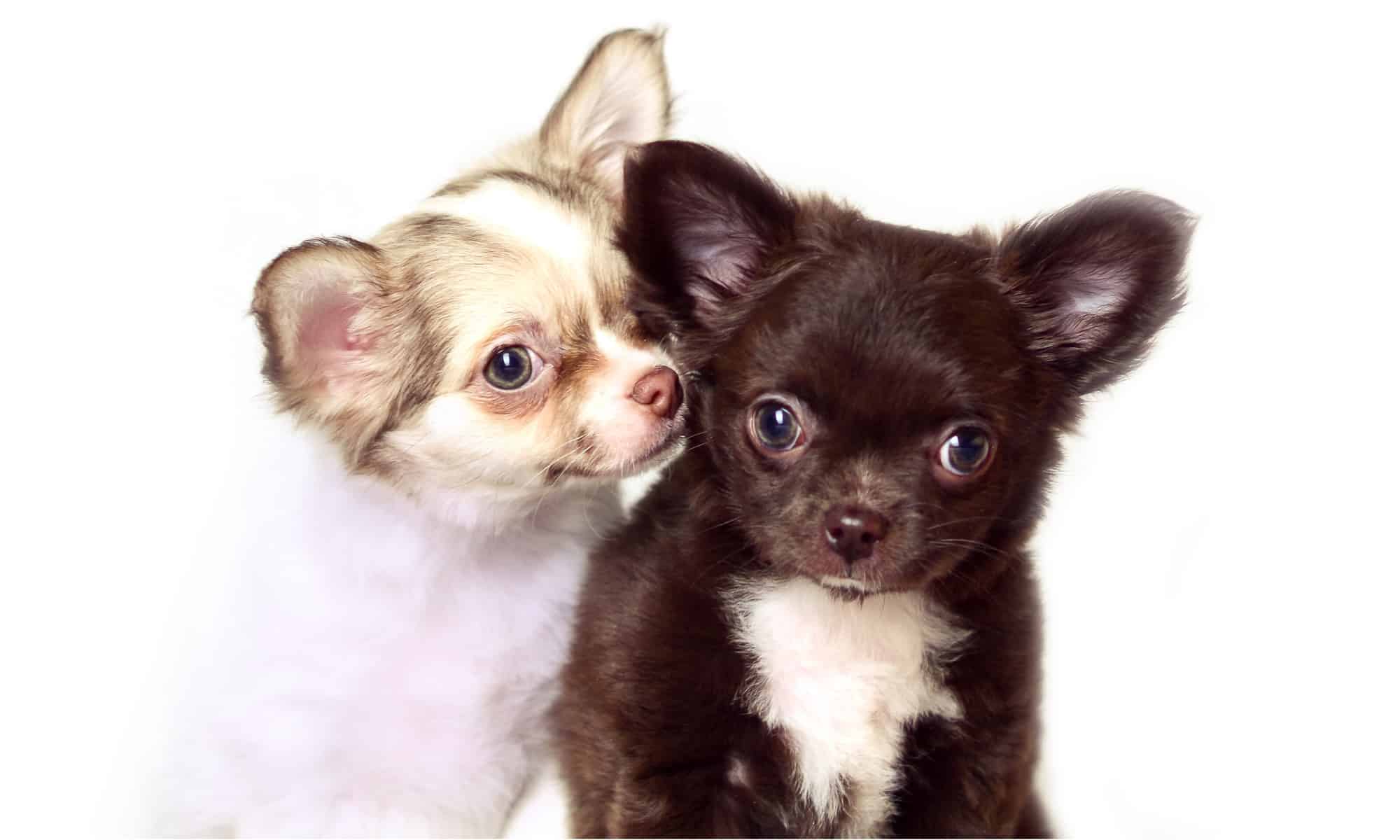Two long-haired chihuahua puppies