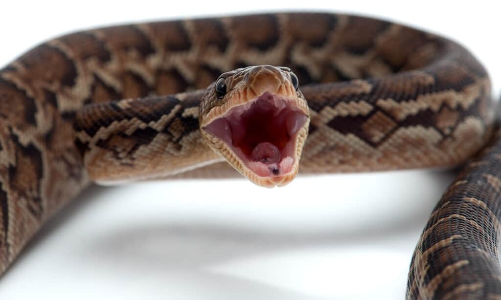 closeup of boa striking