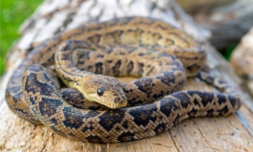 Complete List of All Boa Snakes Ever Found - A-Z Animals