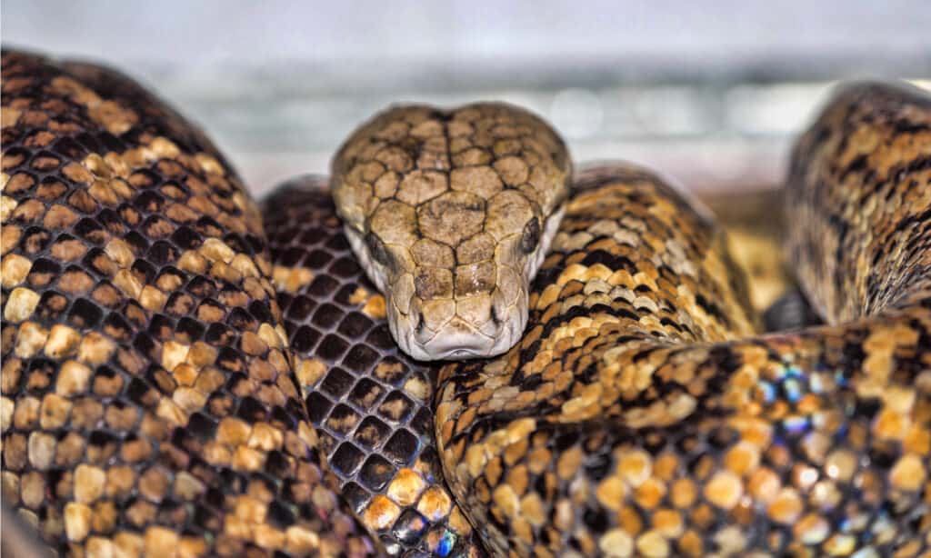 jamaican boa coiled