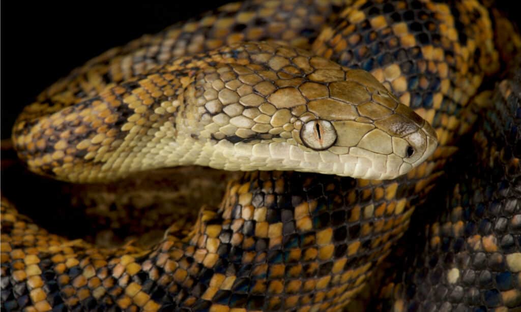 Closeup of Jamaican boa