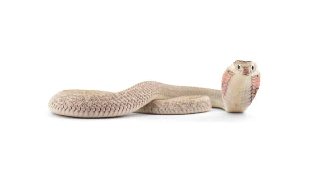 Chinese cobra on white isolated background