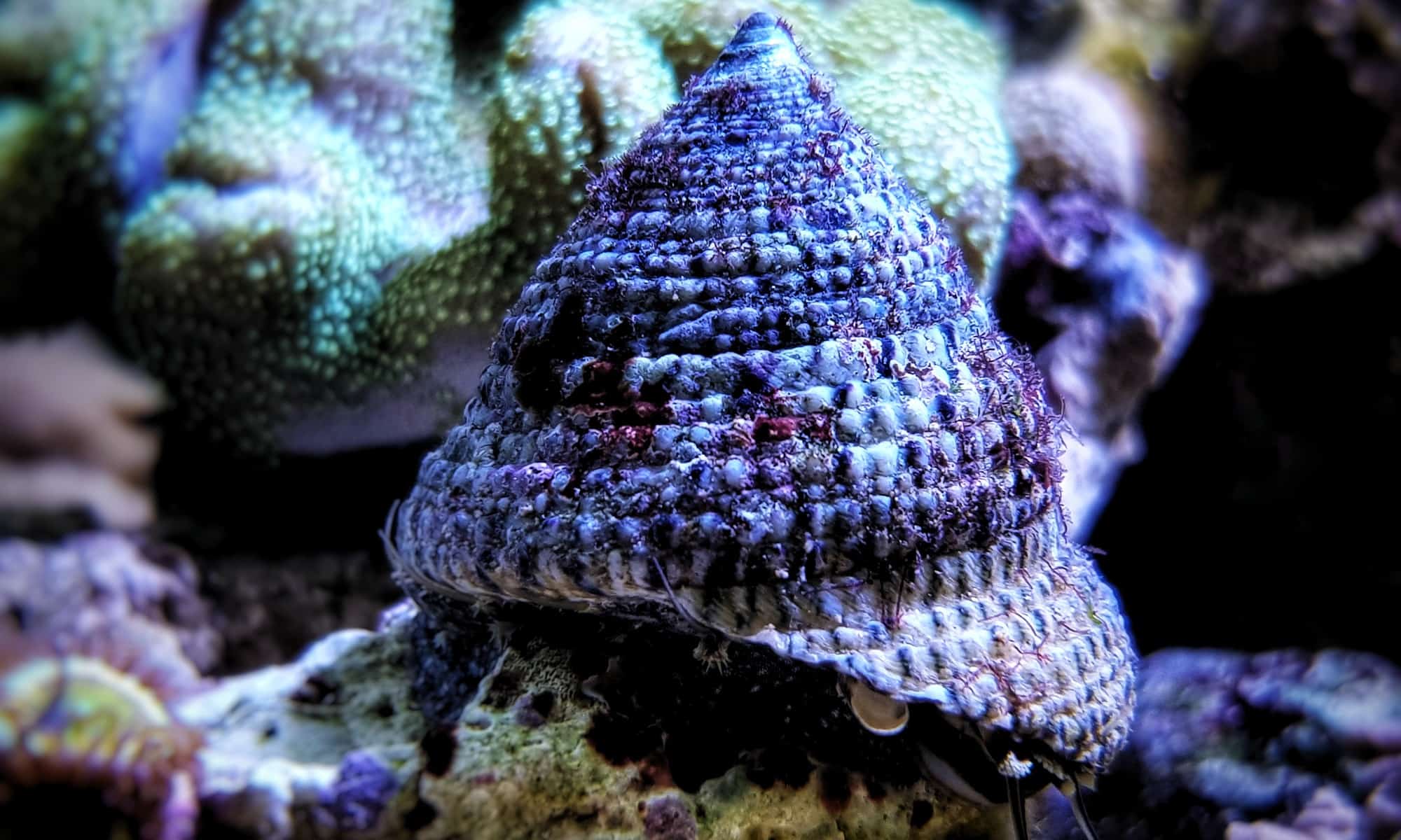 Trochus Snail vs Astrea Snail What are the Differences? AZ Animals