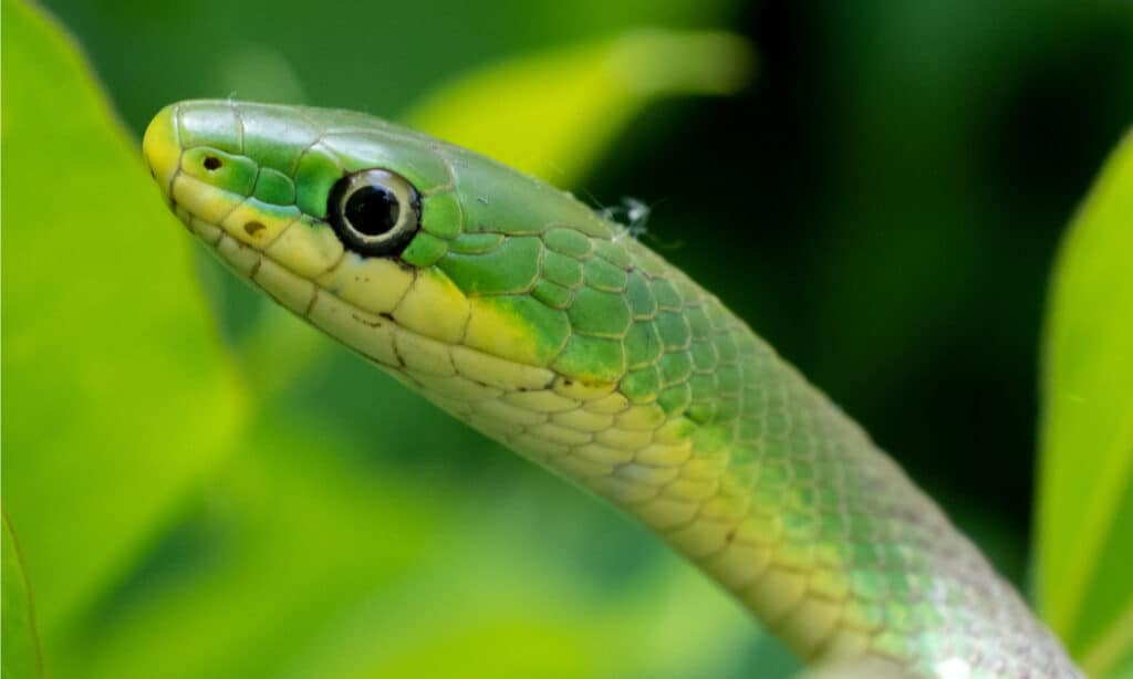 close-up view of green snake