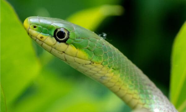 Green Snake - AZ Animals