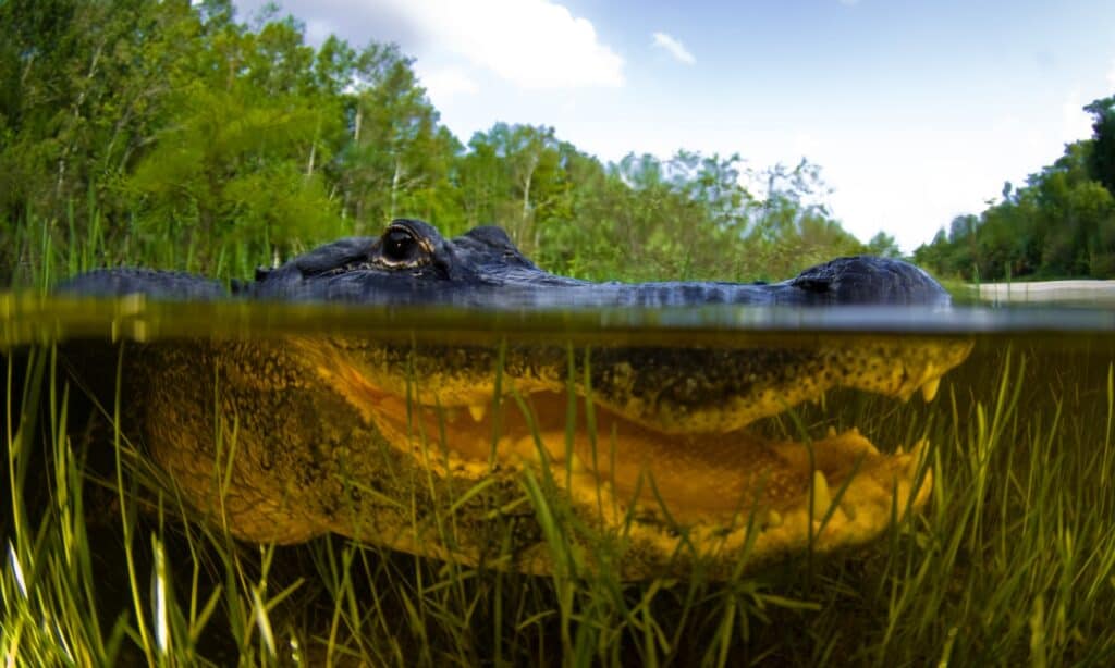 Alligator wading in water
