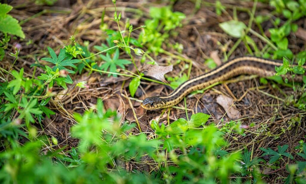 Water Ribbon Snake