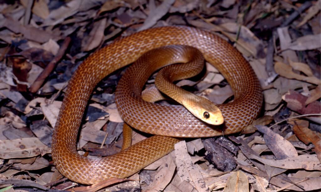 Coastal Taipan - A-Z Animals