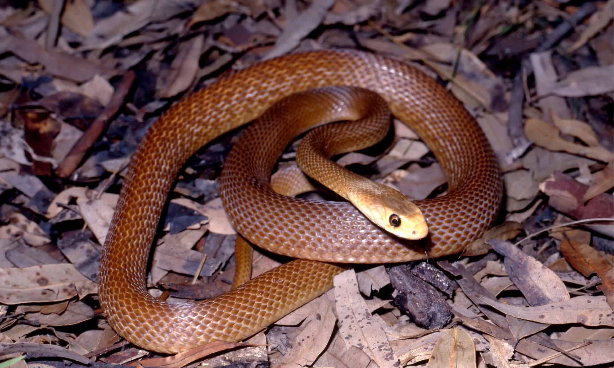 inland taipan bite symptoms