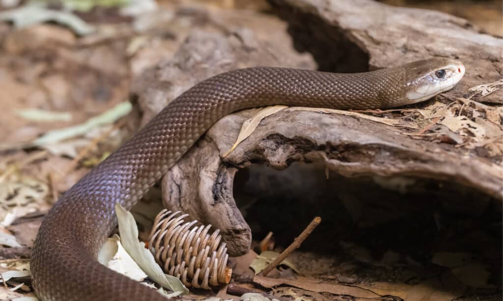 A Coastal Taipan