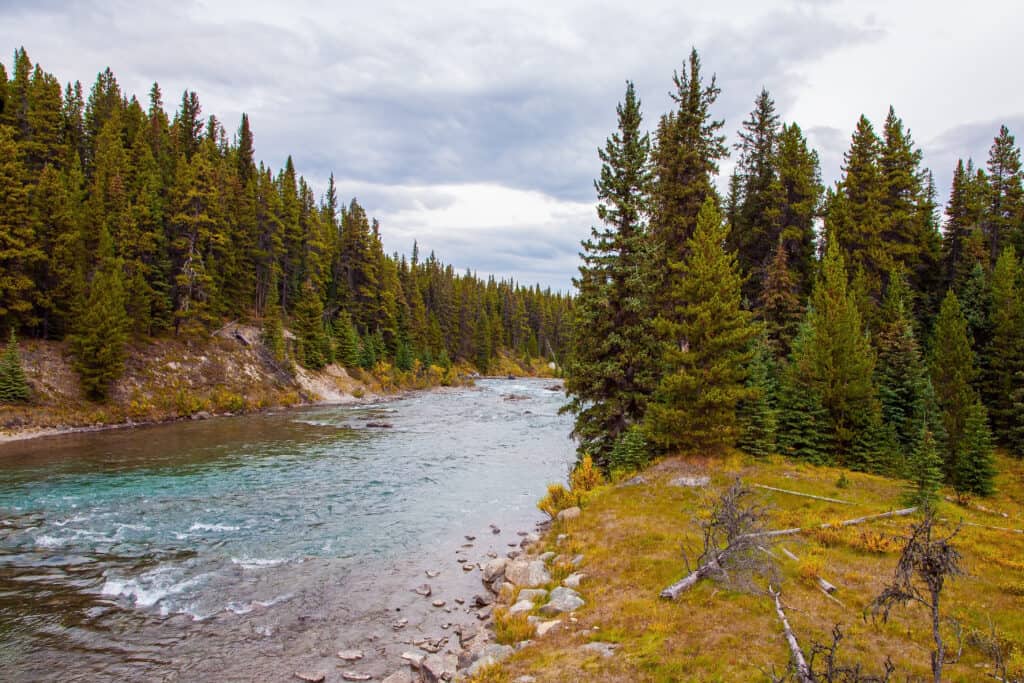 coniferous forest, Alberta, Canada