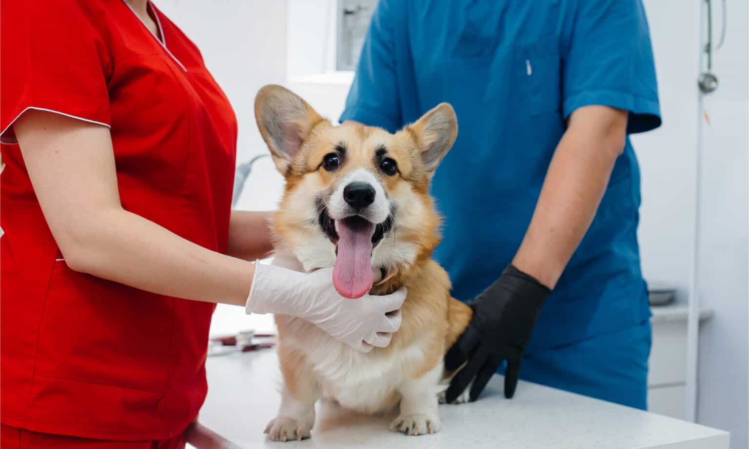 Dog Hernia Surgery Prices 2024: Procedure and Recovery Costs - A-Z Animals