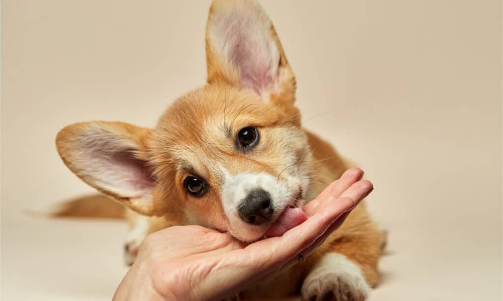 A corgi puppy licks the hand of its owner