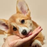 Dogs lick your hands to communicate something either positive or negative. 