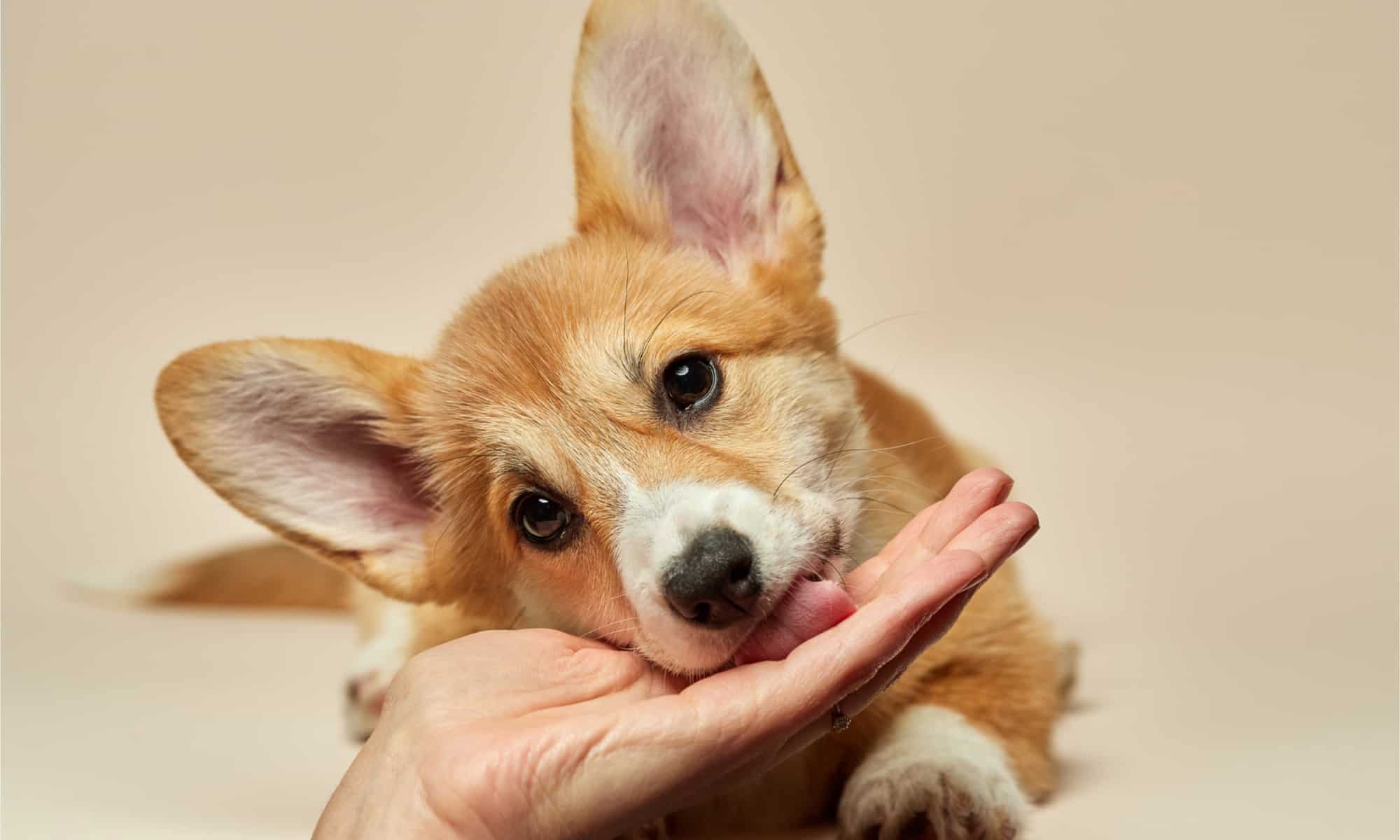 A corgi puppy licking its owner's hand