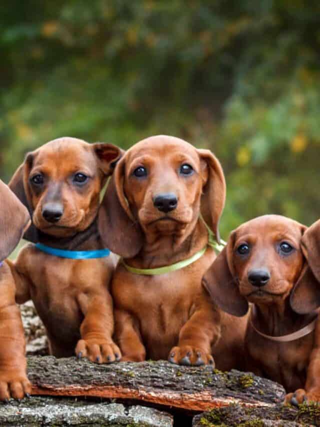 5 dachshund puppies on a log