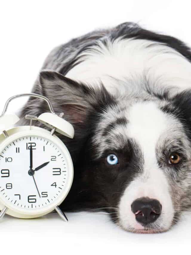 A border collie with blue and one brown eye is lying next to an alarm clock