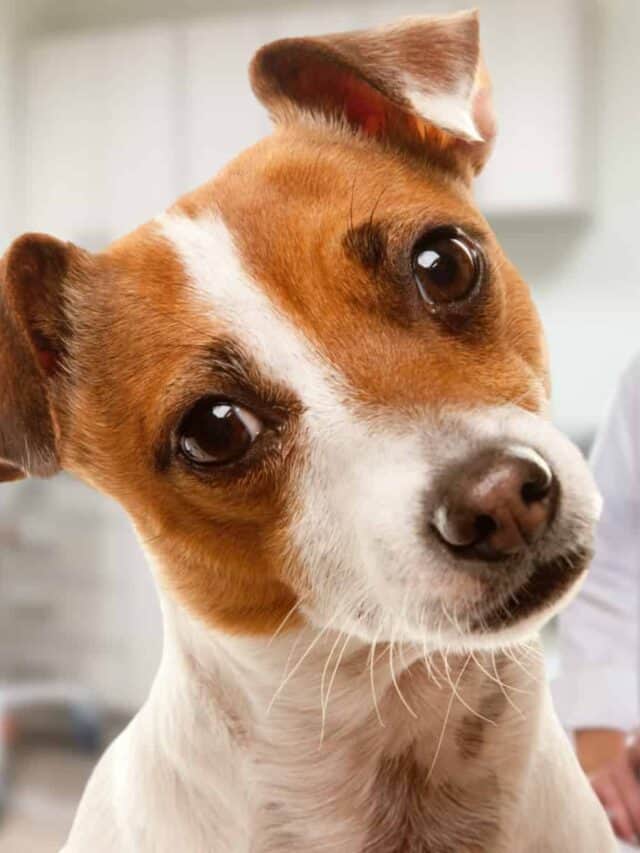 Jack Russell terrier at the vet's office