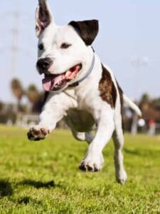 Dog Parks and Recreational Areas in Paradise Picture