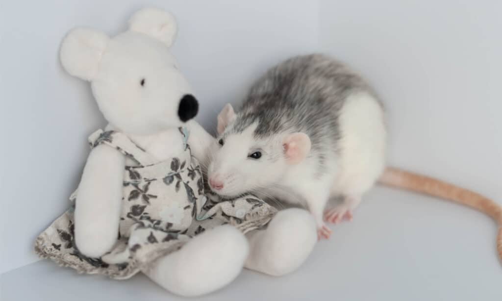 Grey and white dumbo rat with a stuffed rat doll in a dress