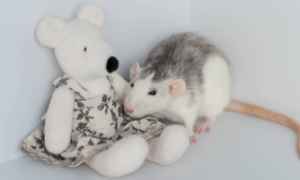 https://a-z-animals.com/media/2022/05/cute-decorative-black-and-white-rat-sits-next-to-a-plush-rat-doll-picture-id1303369211-1024x614.jpg