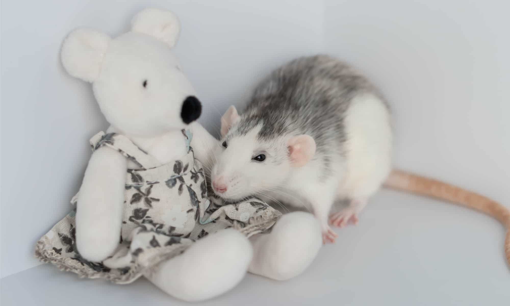 Grey and white dumbo rat with a stuffed rat doll in a dress