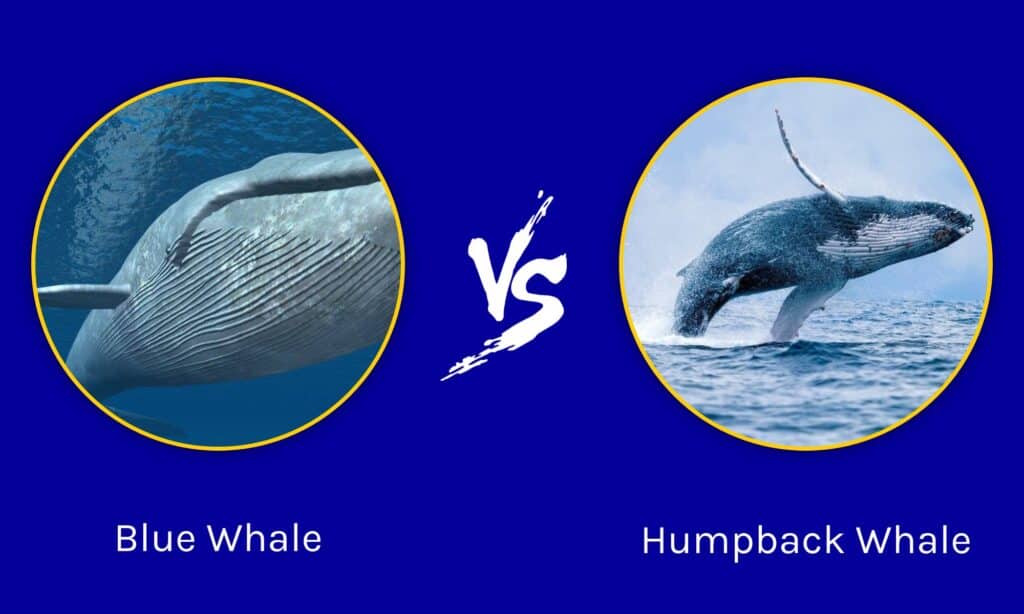 Humpback Whale Size Comparison