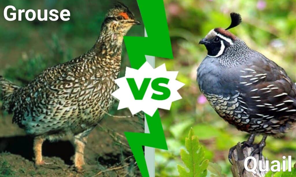 blue grouse vs ruffed grouse