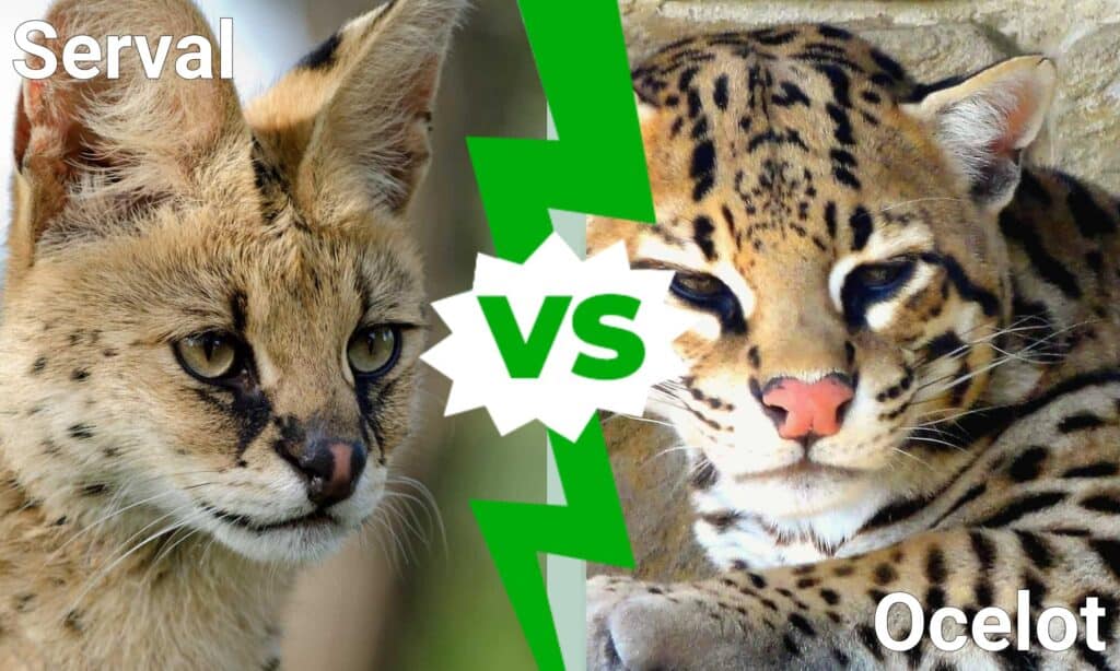 Serval vs. Ocelot: What Are 8 Key Differences? - A-Z Animals