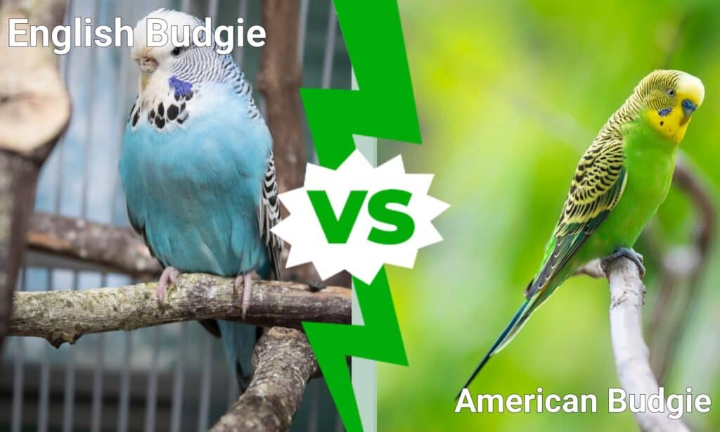 Budgie Bird Vs Parakeet At Chad Thornton Blog