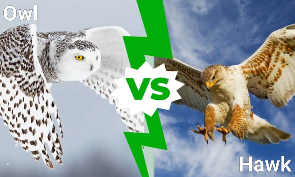 Who would win in a fight an owl or a hawk?