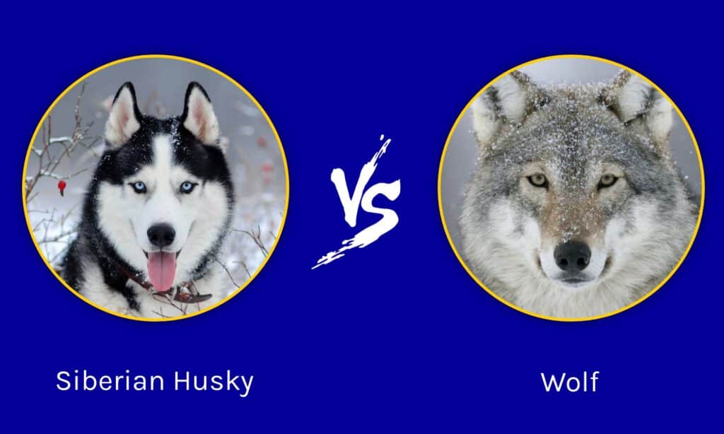 Siberian Husky vs Wolf