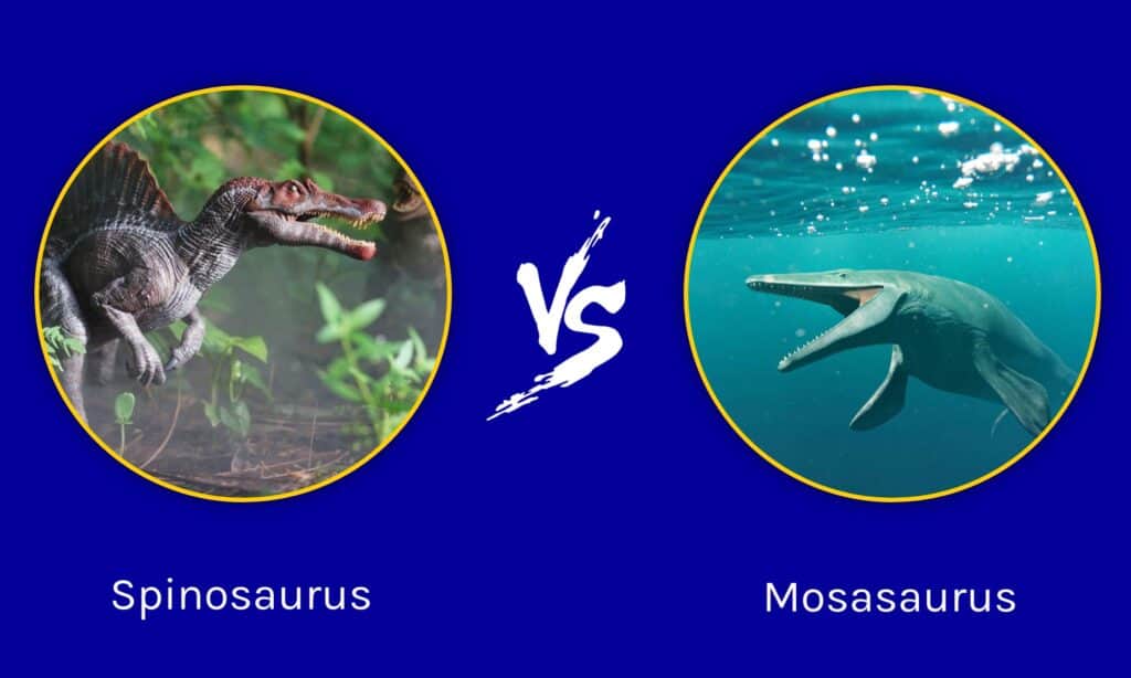 Spinosaurus vs Mosasaurus