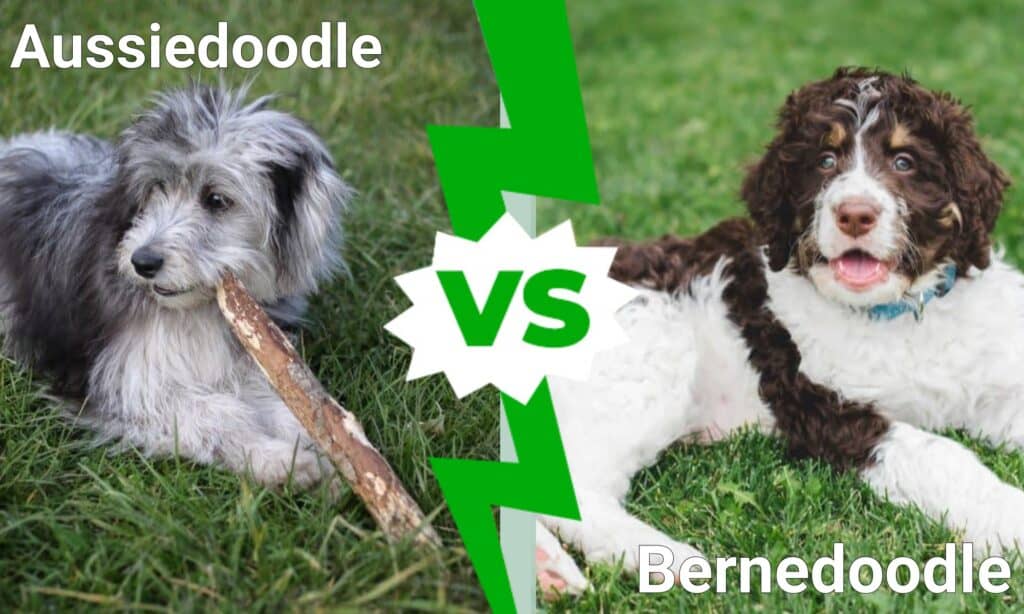 Aussiedoodle vs Bernedoodle