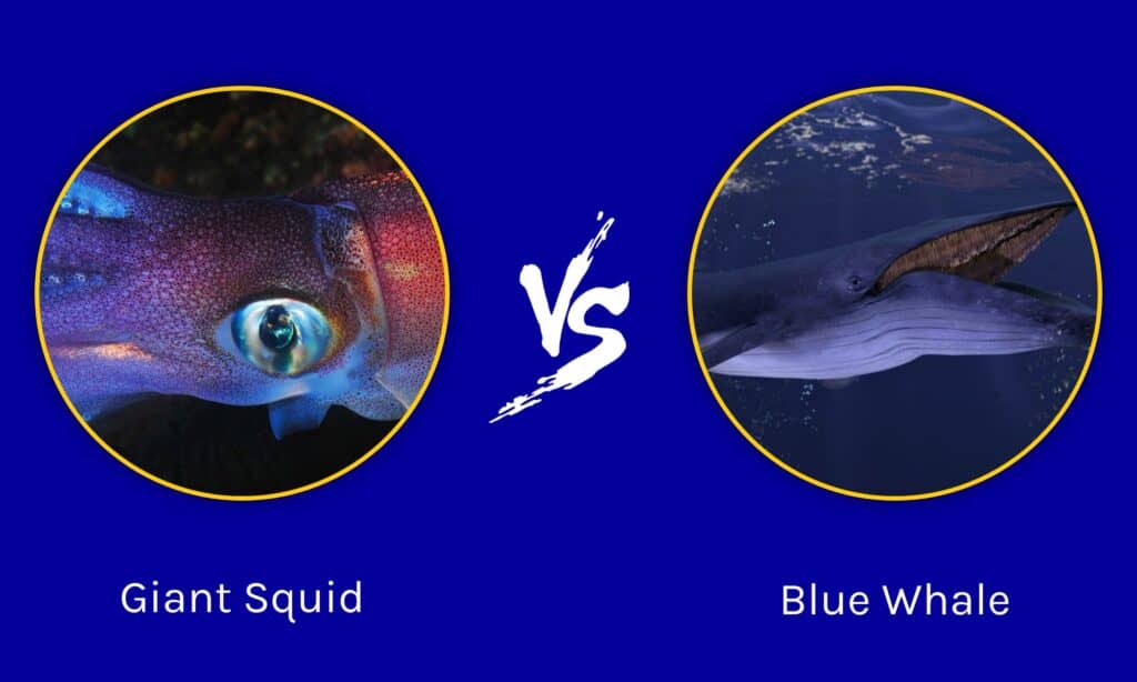 Giant Squid vs Blue Whale
