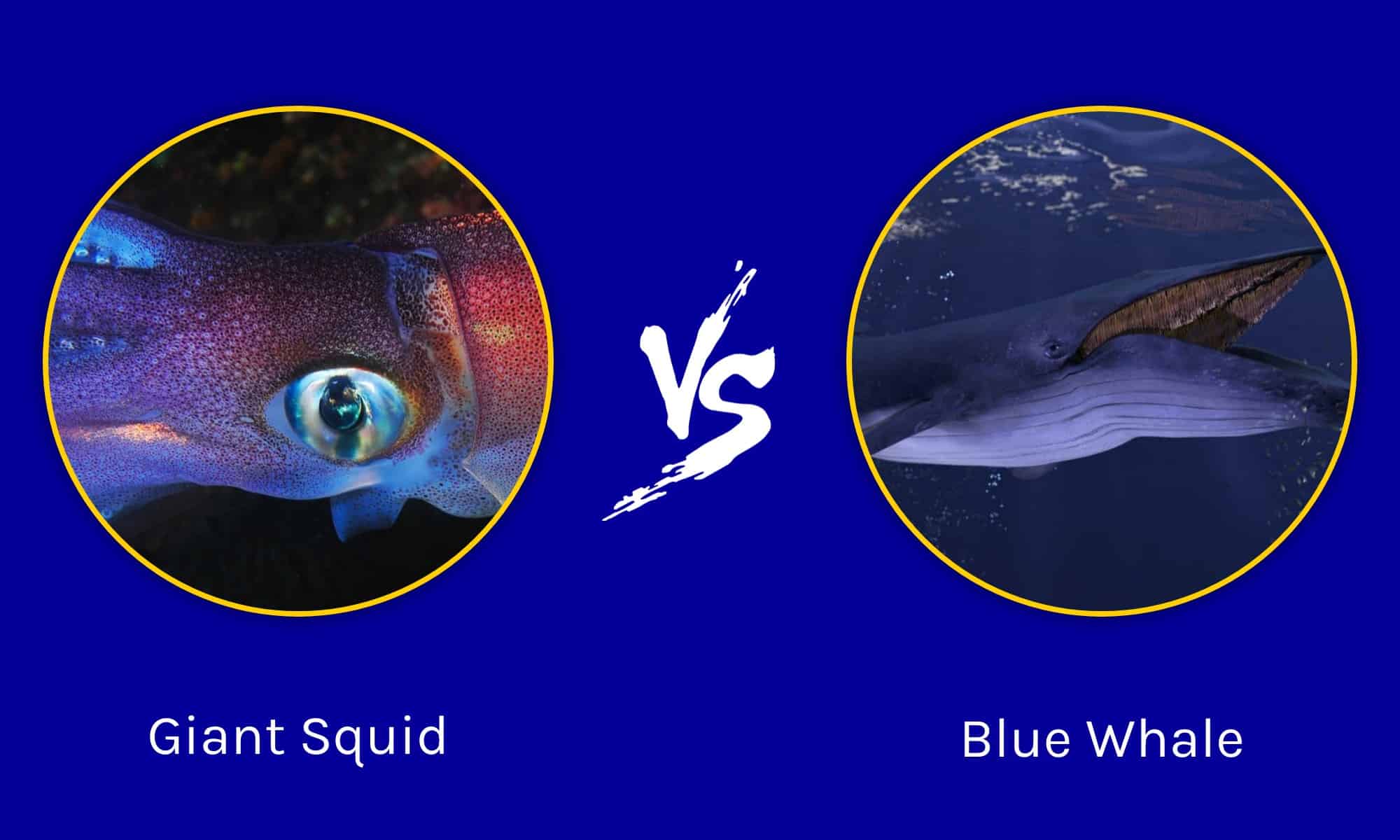 Giant Squid vs Blue Whale: Comparing Two Giants - A-Z Animals