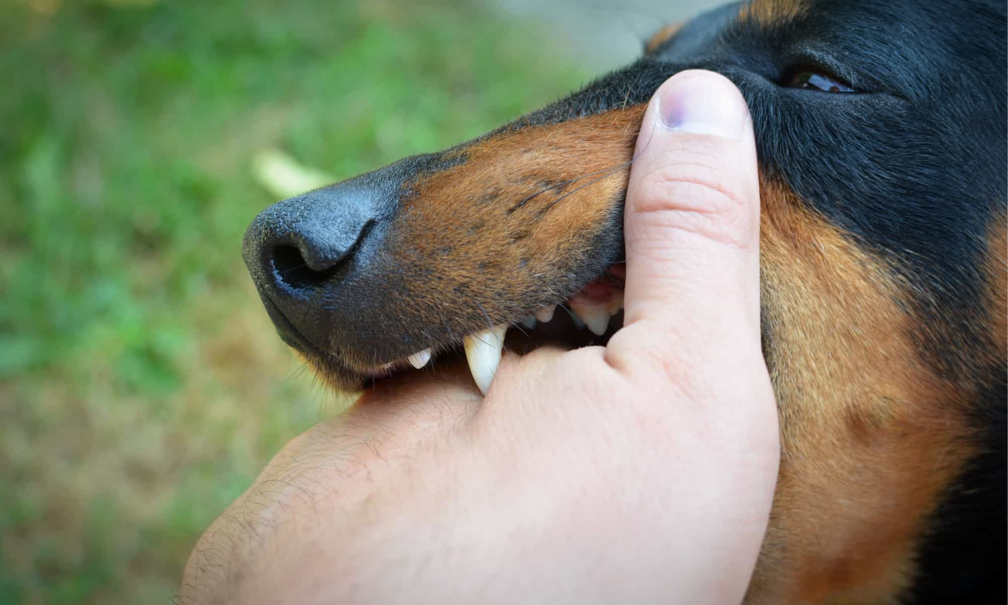 Close up of a dog biting a man's hand