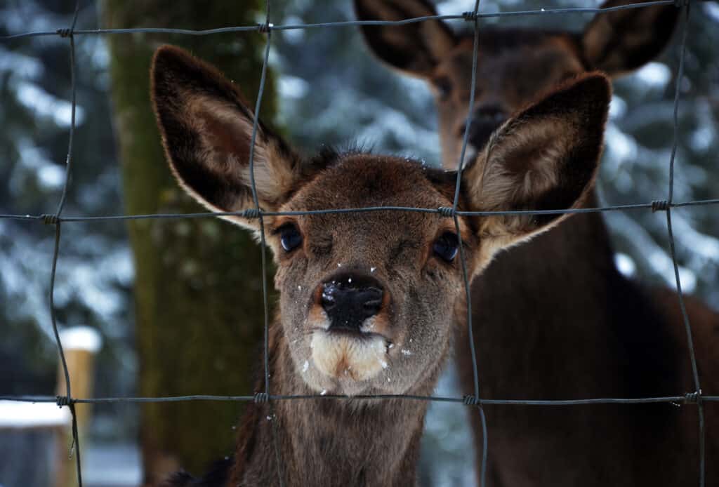 deer gazes from behind fence