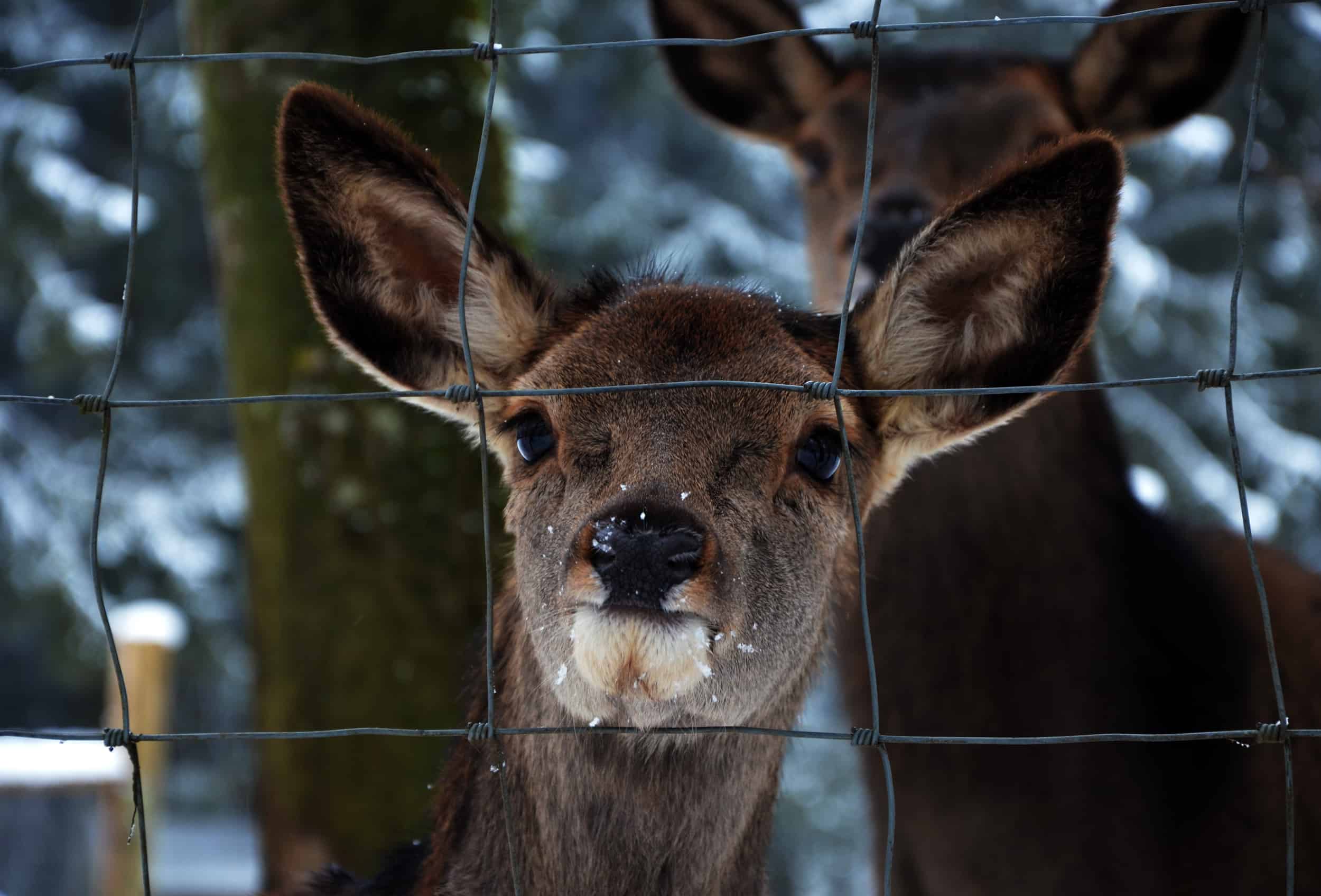 deer gazes from behind fence