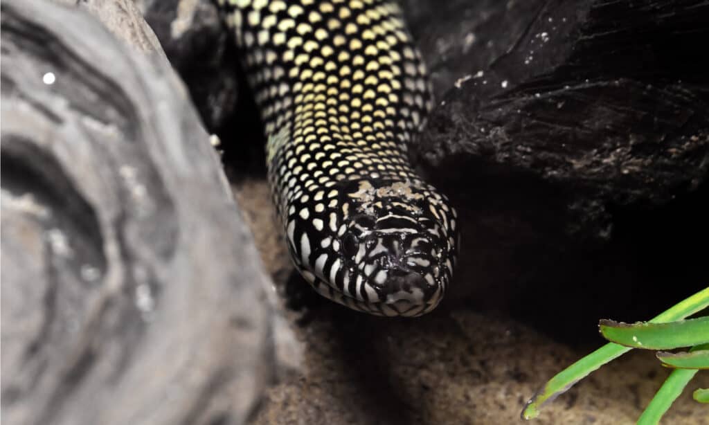 Speckled Kingsnake